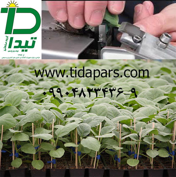 پیوند نشای صیفی جات