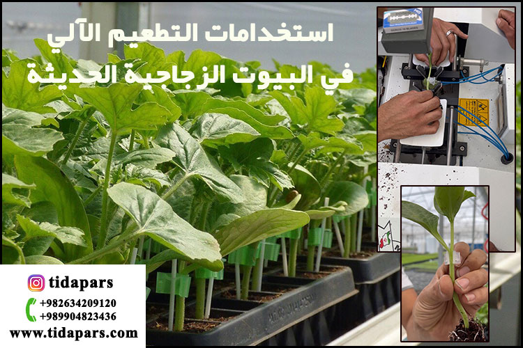 استخدامات التطعيم الآلي في البيوت الزجاجية الحديثة