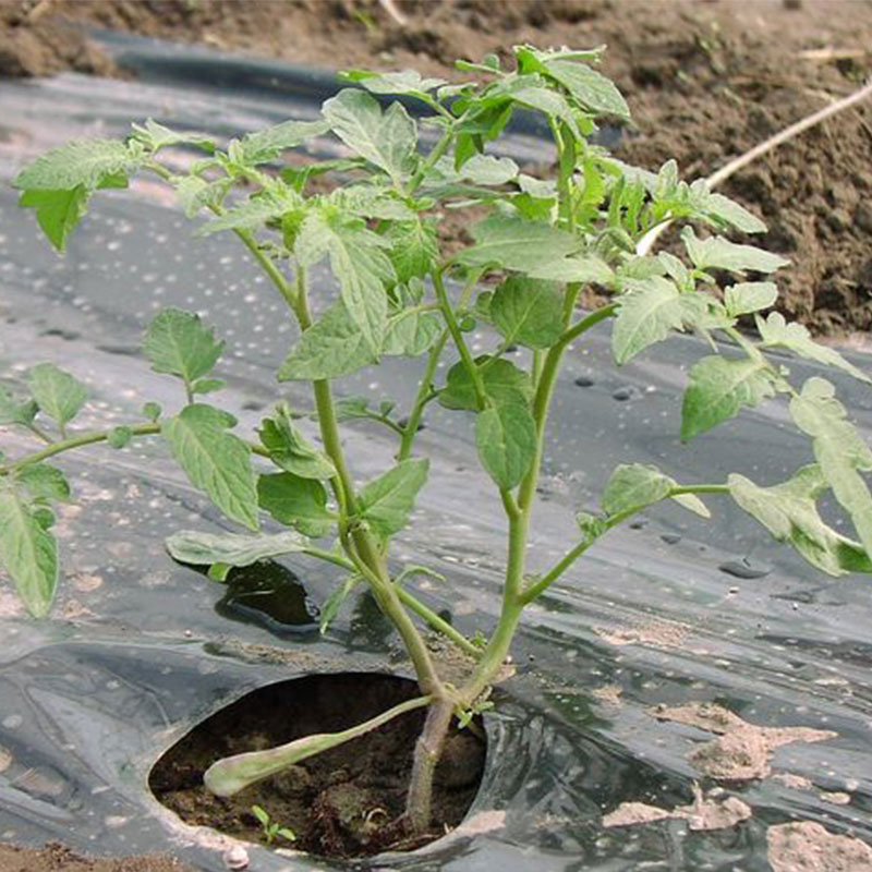 البلاستيك الزراعي المهاد طبقة آلة