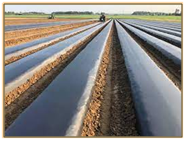 Strawberry Cultivation/Mulching Systems