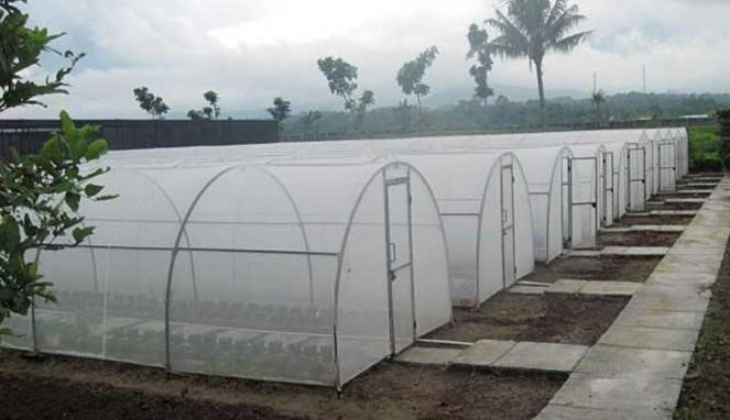 Fig4. Tunnel greenhouses