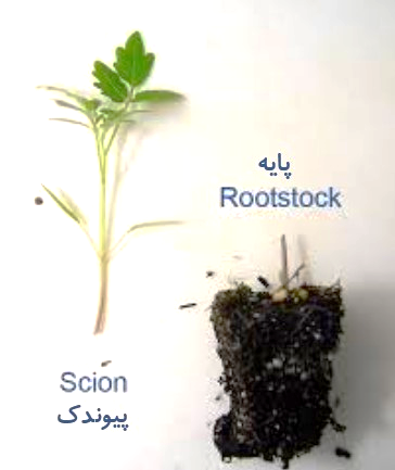 Figure1. scion and rootstock