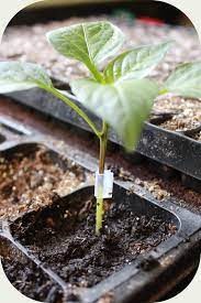 Figure9. Transplant- transplant grafting robot