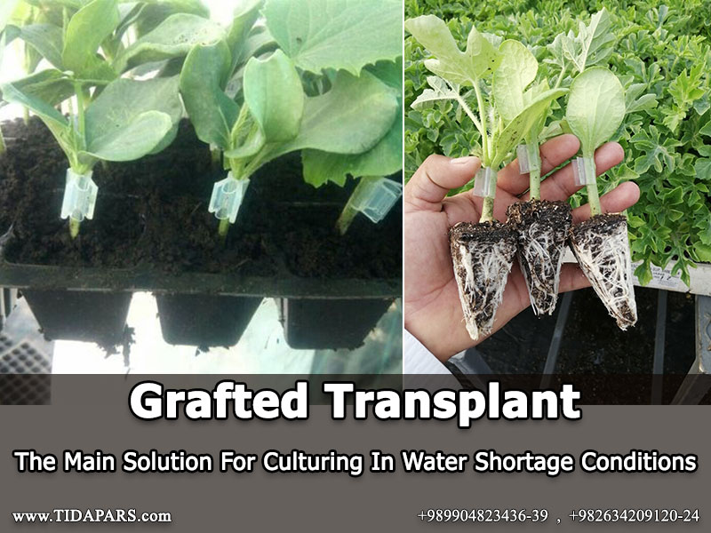 Grafted Transplant-The Main Solution For Culturing In Water Shortage Conditions