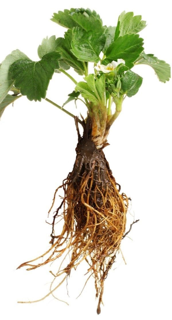 Figure 3. Bare root transplant