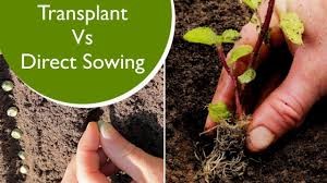 Figure2. transplant vs direct sowing