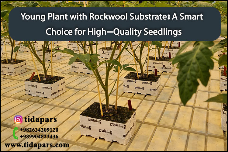 Young Plant with Rockwool Substrate A Smart Choice for High-Quality Seedlings