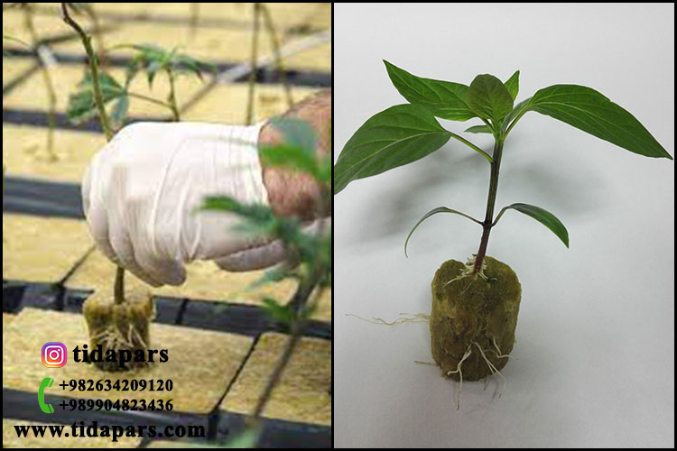Using rockwool substrate for young plant 