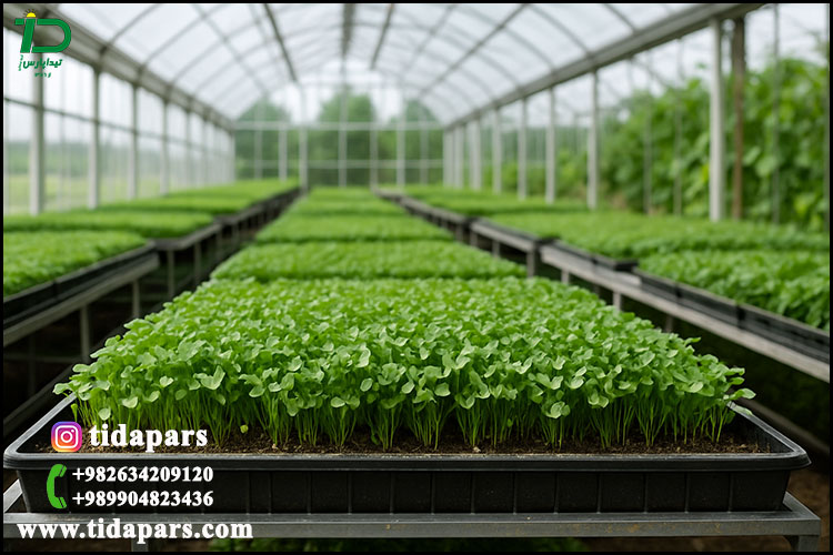 Microgreens