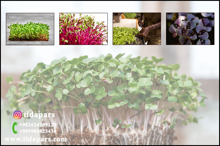 The Business Case: Why Microgreens Are Profitable