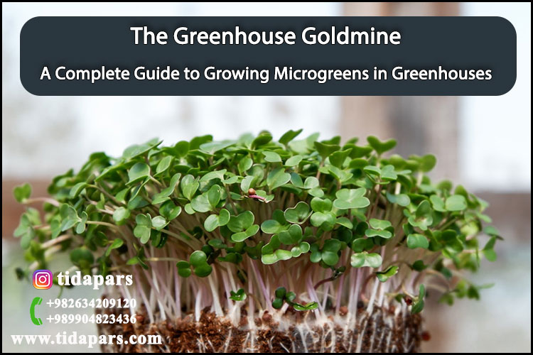 The Greenhouse Goldmine: A Complete Guide to Growing Microgreens in Greenhouses