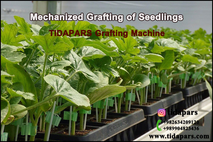 Mechanized Grafting of Seedlings | TIDAPARS Grafting Machine