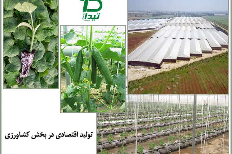 اهمیت گلخانه برای تولید اقتصادی