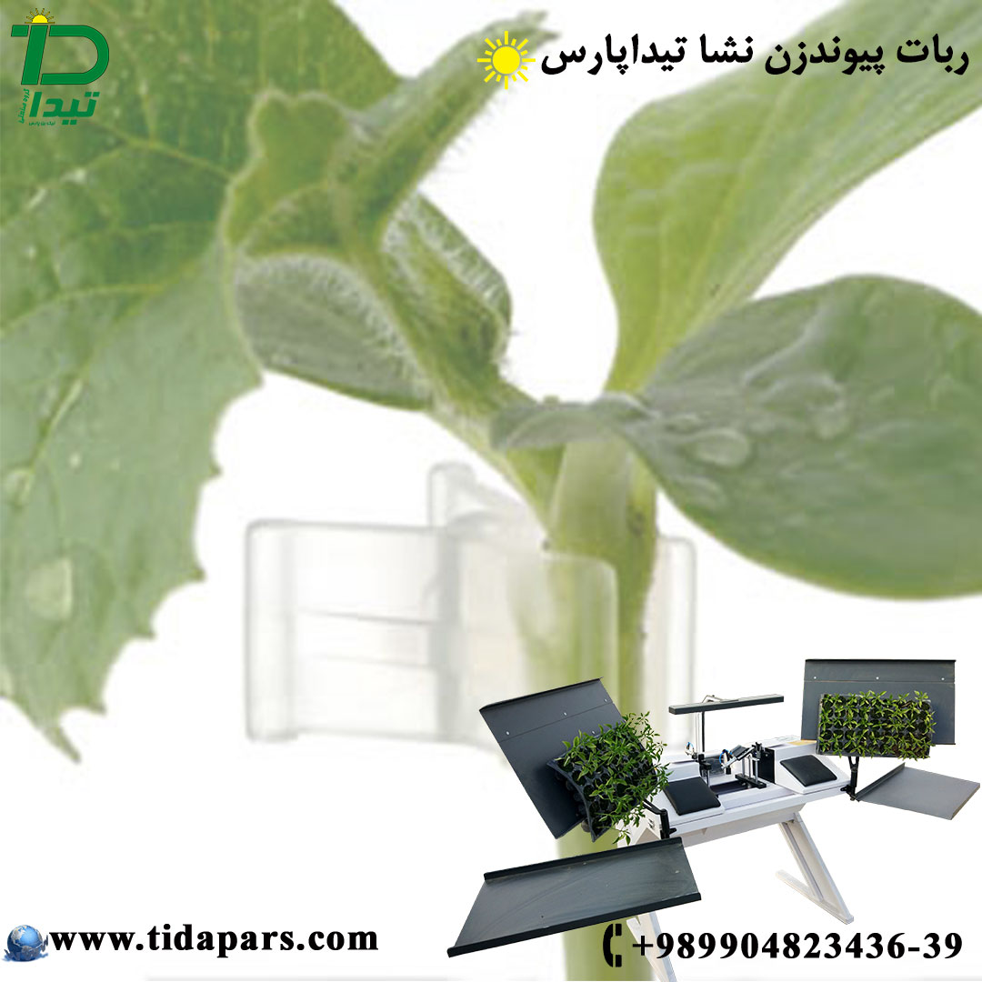 مشکلات در پیوند نشا خصوصا پیوند دستی
