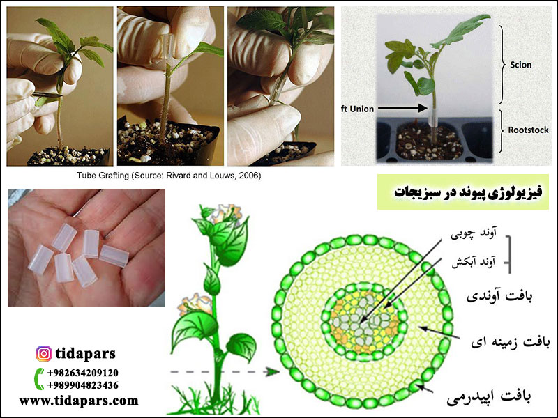فیزیولوژی پیوند در سبزیجات