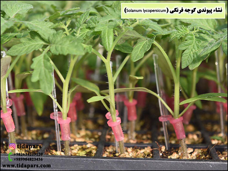 نشاء پیوندی گوجه فرنگی (Solanum lycopersicum)