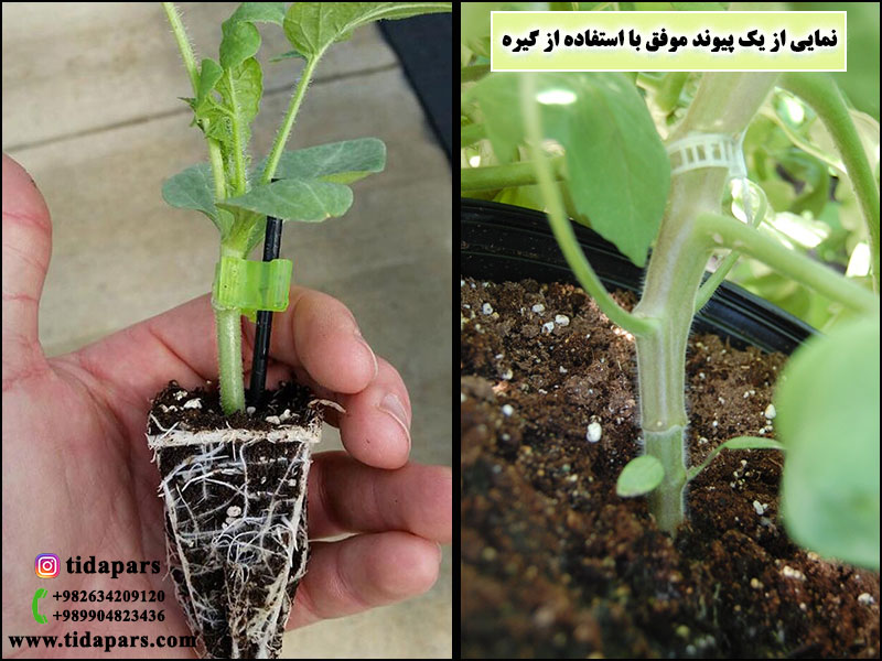 نمایی از یک پیوند موفق با استفاده از گیره