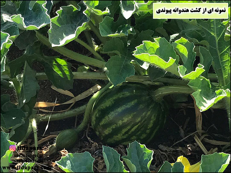 نمونه ای از کشت هندوانه پیوندی