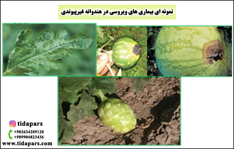 نمونه ای بیماری های ویروسی در هندوانه غیرپیوندی