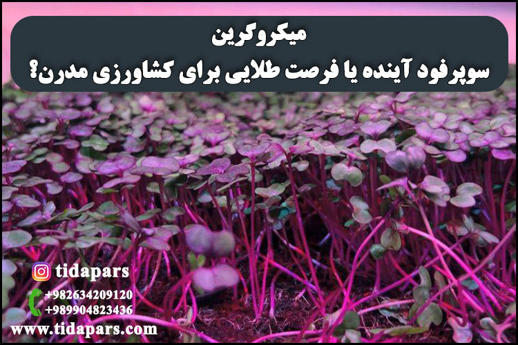 میکروگرین؛ سوپرفود آینده یا فرصت طلایی برای کشاورزی مدرن؟