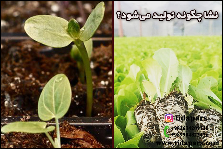 نشا چگونه تولید می شود