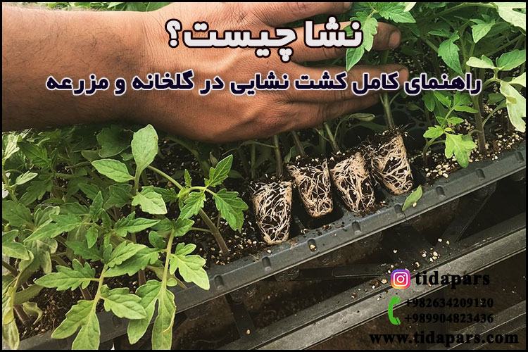 نشا چیست؟ راهنمای کامل کشت نشایی در گلخانه و مزرعه
