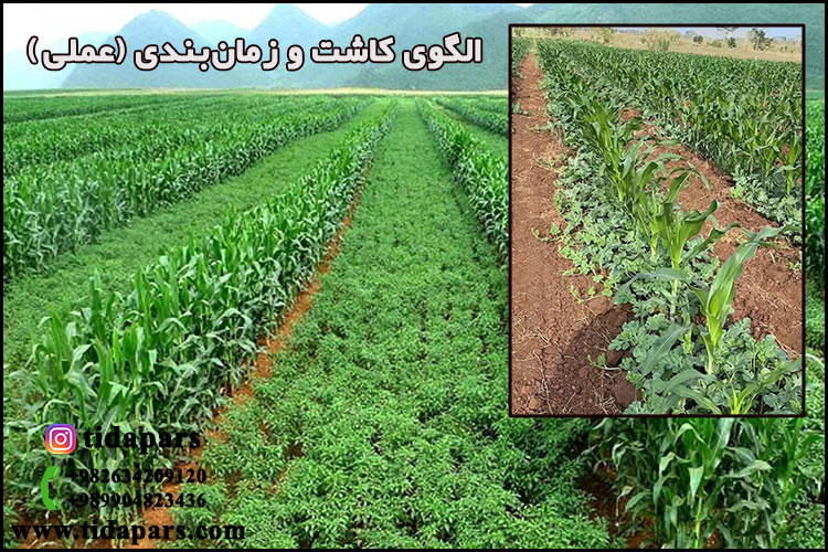 الگوی کاشت و زمان‌بندی (عملی)