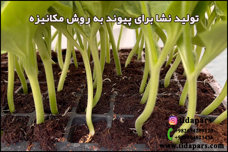 تولید نشا برای پیوند به روش مکانیزه