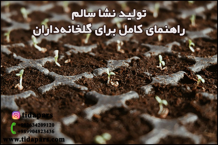 تولید نشا سالم؛ راهنمای کامل برای گلخانه‌داران