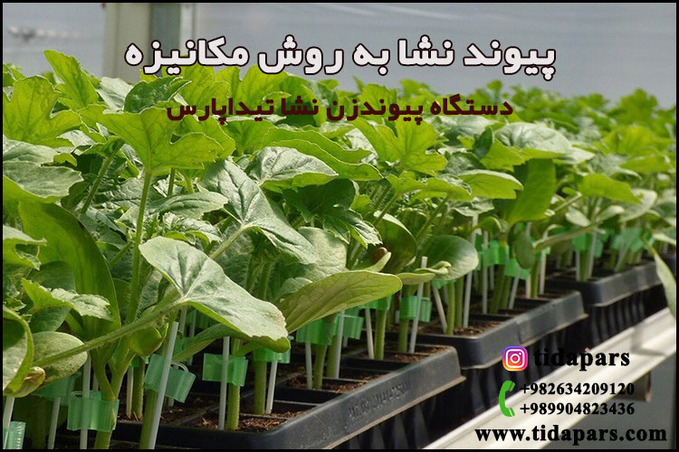 پیوند نشا به روش مکانیزه دستگاه پیوندزن نشا تیداپارس
