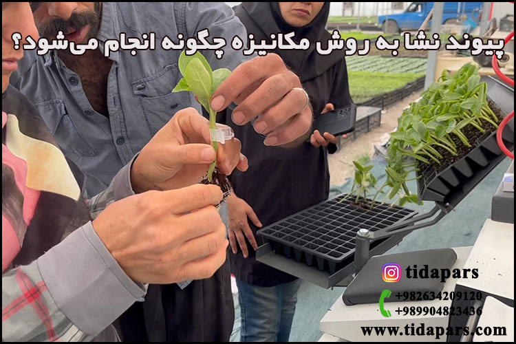 پیوند نشا به روش مکانیزه چگونه انجام می‌شود؟