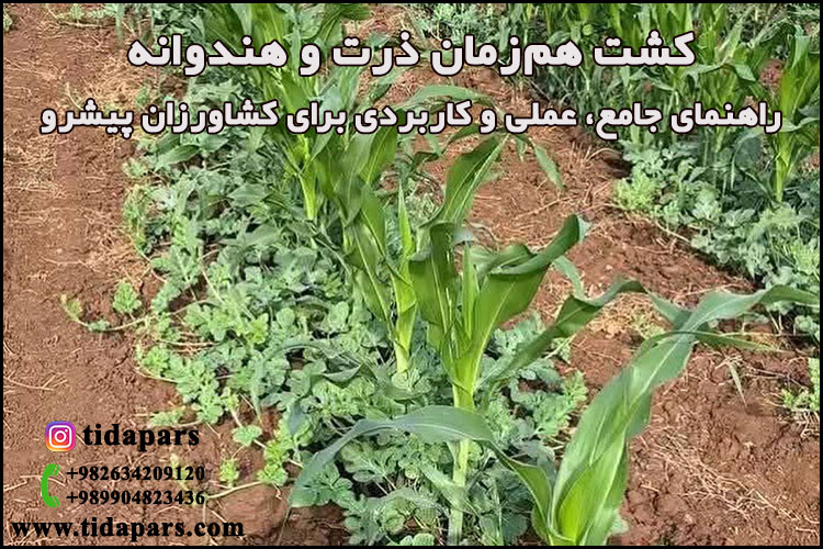 کشت هم‌زمان ذرت و هندوانه؛ راهنمای جامع، عملی و کاربردی برای کشاورزان پیشرو