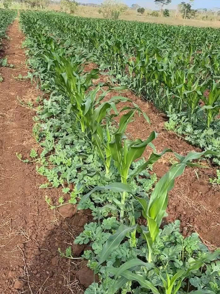 کشت هندوانه و ذرت