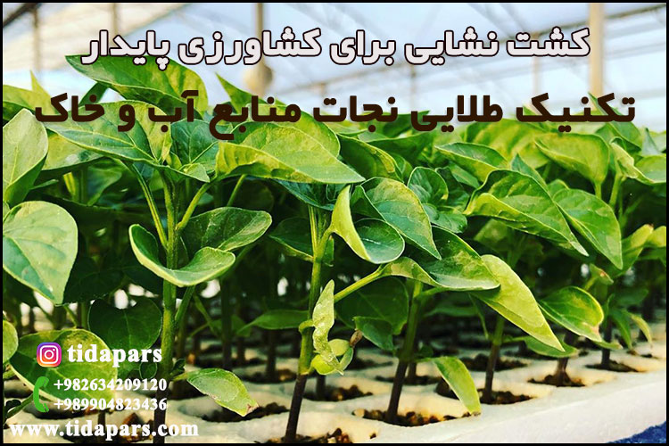 کشت نشایی برای کشاورزی پایدار ؛ تکنیک طلایی نجات منابع آب و خاک