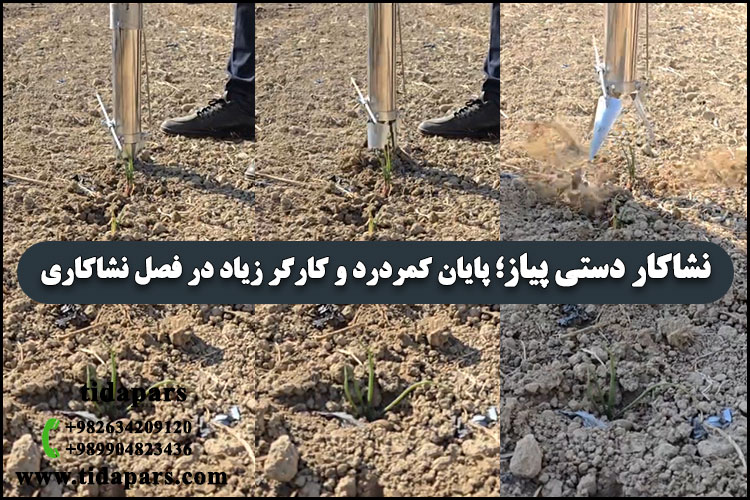 نشاکار دستی پیاز؛ پایان کمردرد و کارگر زیاد در فصل نشاکاری