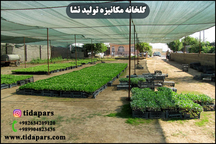 گلخانه مکانیزه تولید نشا